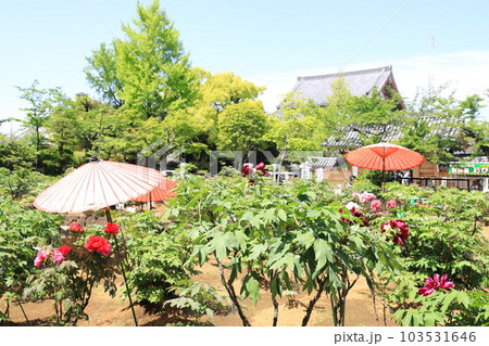 西新井大師　牡丹園　（足立区西新井）　 103531646