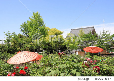 西新井大師　牡丹園　（足立区西新井）　 103531647