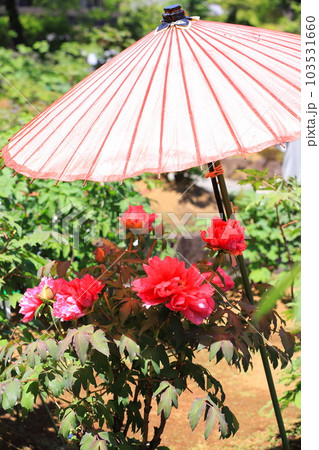 西新井大師　牡丹園　（足立区西新井）　 103531660