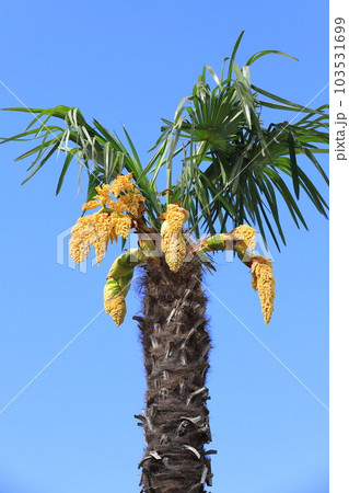 シュロの雄花 シュロの雄花 103531699