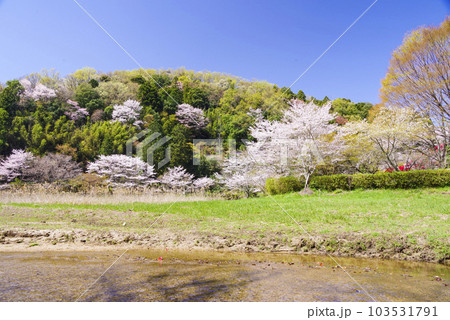 愛知県豊田市の王滝渓谷の桜 愛知県豊田市の王滝渓谷の桜 103531791