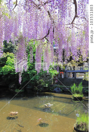 西新井大師　満開の藤の花 103531803