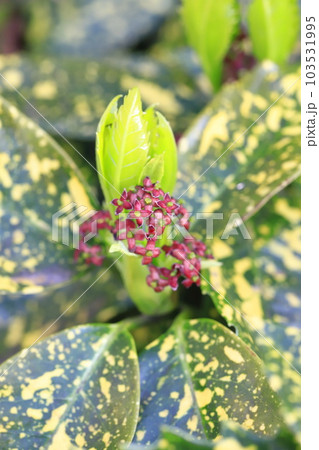 青木（アオキ）の花　 103531995