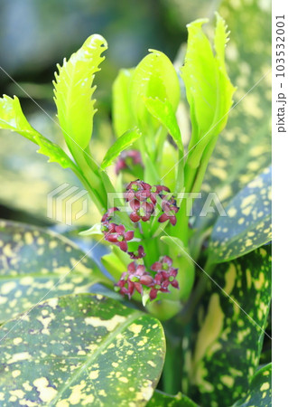 青木（アオキ）の花　 103532001