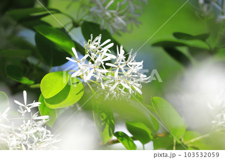 なんじゃもんじゃの花(ヒトツバタゴ) なんじゃもんじゃの花(ヒトツバタゴ) 103532059
