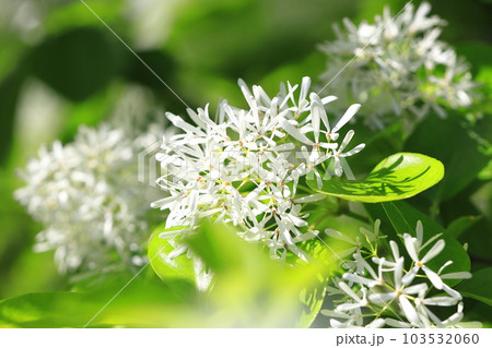 なんじゃもんじゃの花（ヒトツバタゴ） 103532060