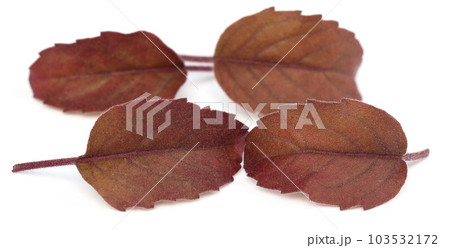 Medicinal red tulsi leaves 103532172
