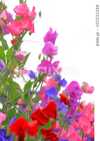 色とりどりのスイートピー　 103532289