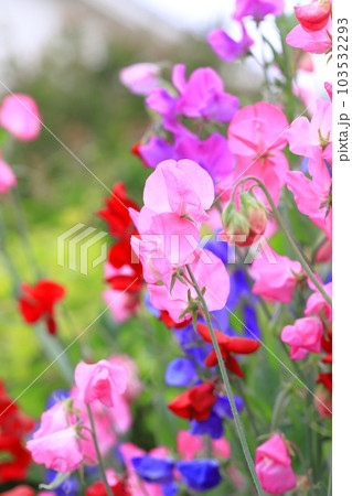 色とりどりのスイートピー 色とりどりのスイートピー 103532293