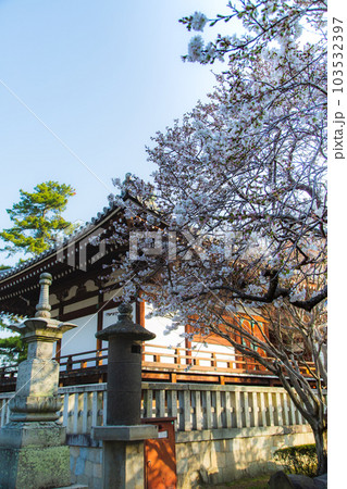 総本山善通寺の涅槃桜　甘い香り 103532397