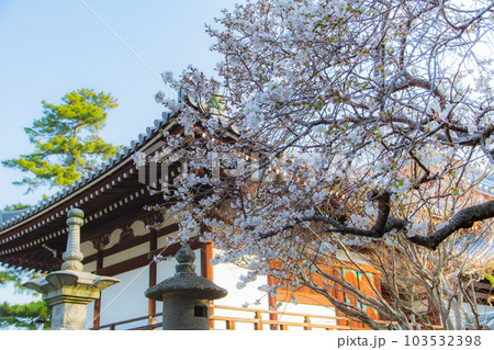総本山善通寺の涅槃桜　甘い香り 103532398