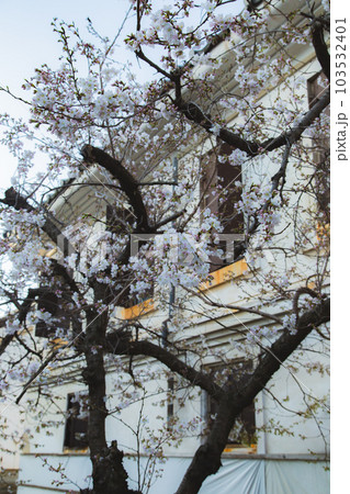 総本山善通寺の涅槃桜 甘い香り 総本山善通寺の涅槃桜 甘い香り 103532401