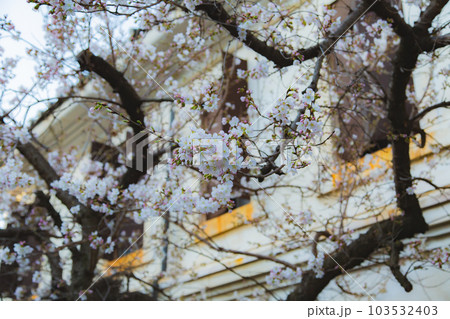 総本山善通寺の涅槃桜 甘い香り 総本山善通寺の涅槃桜 甘い香り 103532403
