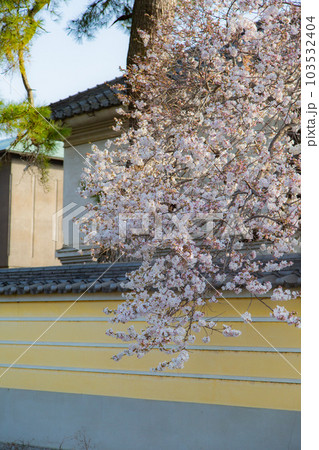 総本山善通寺の涅槃桜　甘い香り 103532404
