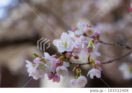 総本山善通寺の涅槃桜 甘い香り 総本山善通寺の涅槃桜 甘い香り 103532406
