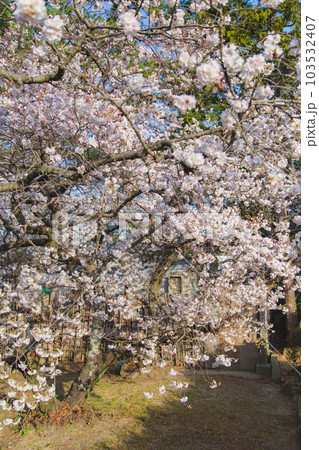 総本山善通寺の涅槃桜 甘い香り 総本山善通寺の涅槃桜 甘い香り 103532407