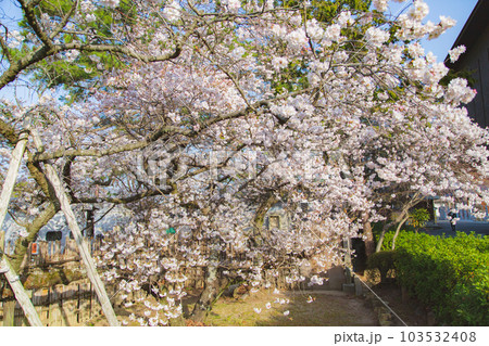 総本山善通寺の涅槃桜　甘い香り 103532408