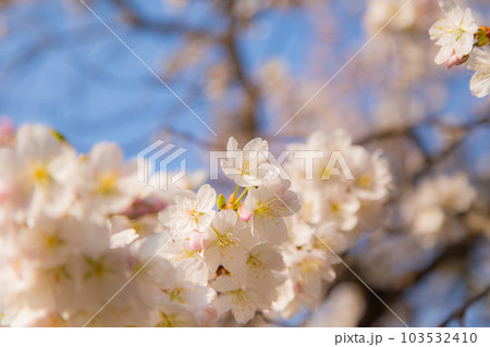 総本山善通寺の涅槃桜　甘い香り 103532410