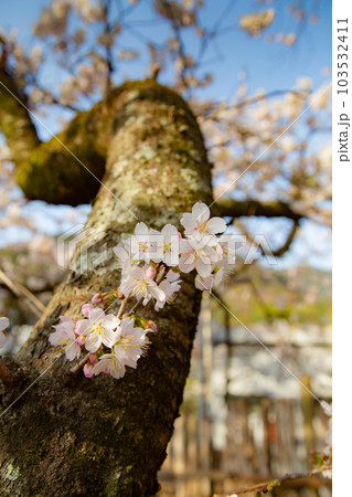 総本山善通寺の涅槃桜 甘い香り 総本山善通寺の涅槃桜 甘い香り 103532411