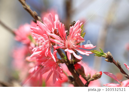 菊桃（キクモモ）の花 103532521