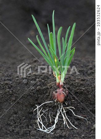 Onion plant with roots 103532624