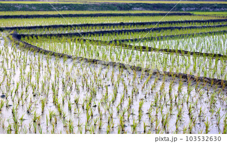 View of cultivated field View of cultivated field 103532630