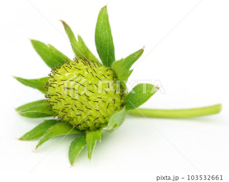 Young Strawberry Young Strawberry 103532661