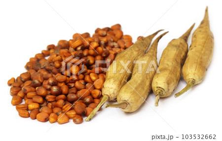 Radish seeds with dried pods Radish seeds with dried pods 103532662