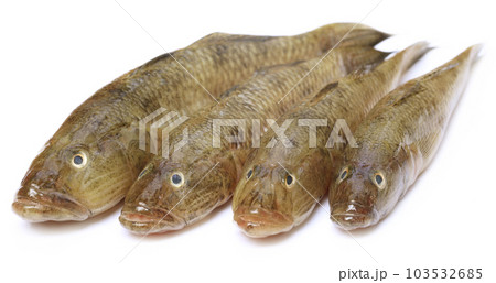 Tank goby of popular Bele fish of Indian subcontinent 103532685