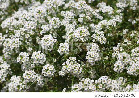 白いボンボンのようなマツムシソウの花が咲く野原（マクロレンズ使用・屋外自然光・接写写真） 103532706