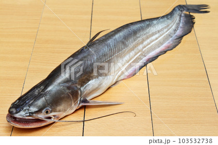 South Asian Boal fish South Asian Boal fish 103532738