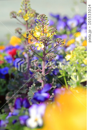 春の花壇（葉牡丹）　 103533014
