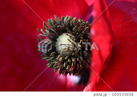 紅色のヒナゲシの花（マクロレンズ使用・屋外自然光・接写写真） 103533036