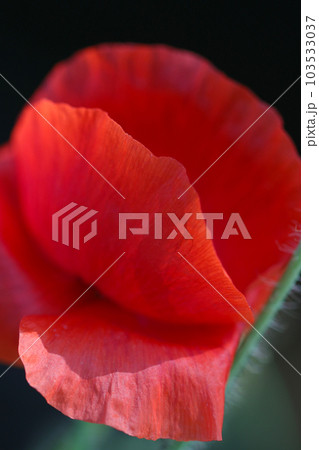 紅色のヒナゲシの花ビラ（マクロレンズ使用・屋外自然光・接写写真） 103533037