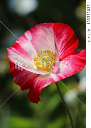 紅白のヒナゲシの花(マクロレンズ使用・屋外自然光・接写写真) 紅白のヒナゲシの花(マクロレンズ使用・屋外自然光・接写写真) 103533038