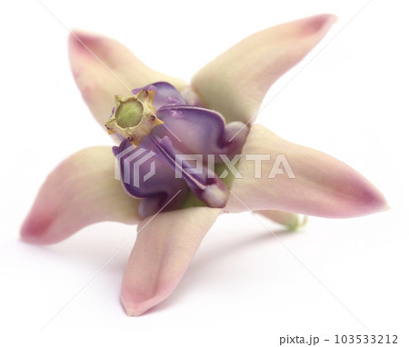Calotropis gigantea or Medicinal Crown flower Calotropis gigantea or Medicinal Crown flower 103533212