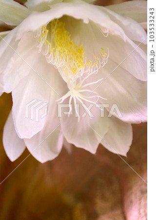 月下美人の白い花。ピンクとゴールドのシルク生地を背景にライトアップして撮った幻想的なマクロ接写撮影。 103533243
