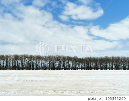 初春の北海道の並木と雪原 103533299