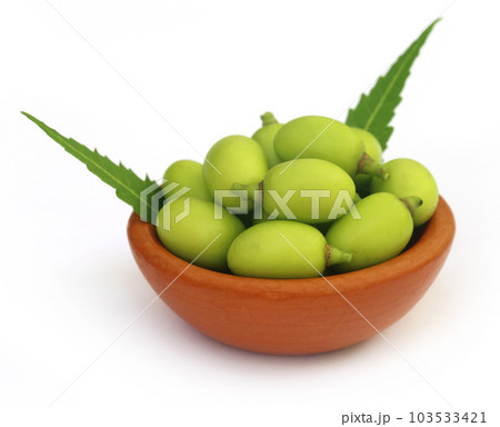 Medicinal neem fruits 103533421