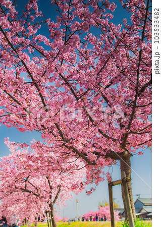 香川県東かがわ市湊川の河津桜 香川県東かがわ市湊川の河津桜 103533482