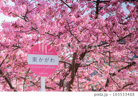 香川県東かがわ市湊川の河津桜 103533488