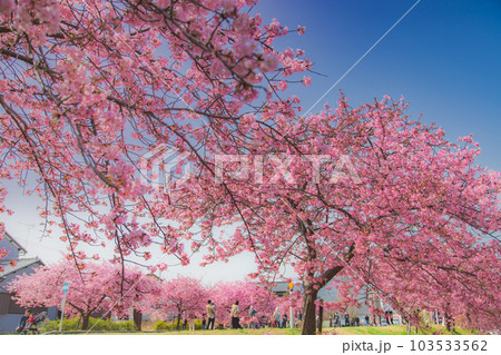 香川県東かがわ市湊川の河津桜 103533562