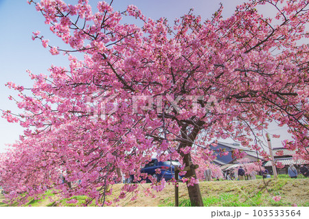 香川県東かがわ市湊川の河津桜 香川県東かがわ市湊川の河津桜 103533564
