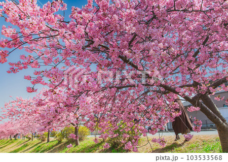 香川県東かがわ市湊川の河津桜 香川県東かがわ市湊川の河津桜 103533568