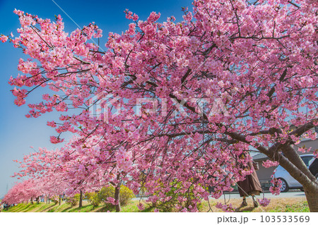 香川県東かがわ市湊川の河津桜 香川県東かがわ市湊川の河津桜 103533569