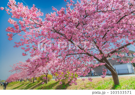 香川県東かがわ市湊川の河津桜 103533571
