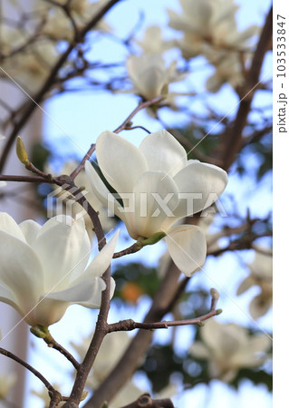満開のハクモクレンの花 103533847