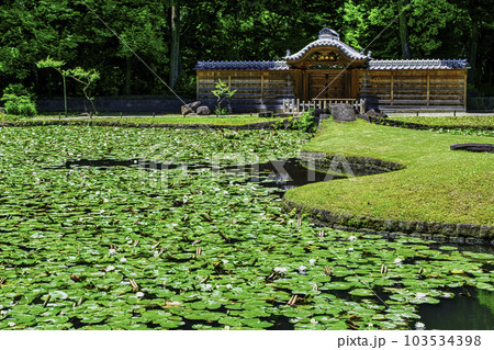 東京都　小石川後楽園　唐門の池（内庭）と睡蓮　国の特別史跡 103534398