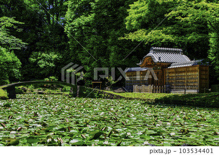 東京都 小石川後楽園 唐門の池(内庭)と睡蓮 国の特別史跡 東京都 小石川後楽園 唐門の池(内庭)と睡蓮 国の特別史跡 103534401