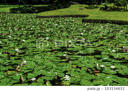 東京都 小石川後楽園 唐門の池(内庭)と睡蓮 国の特別史跡 東京都 小石川後楽園 唐門の池(内庭)と睡蓮 国の特別史跡 103534652